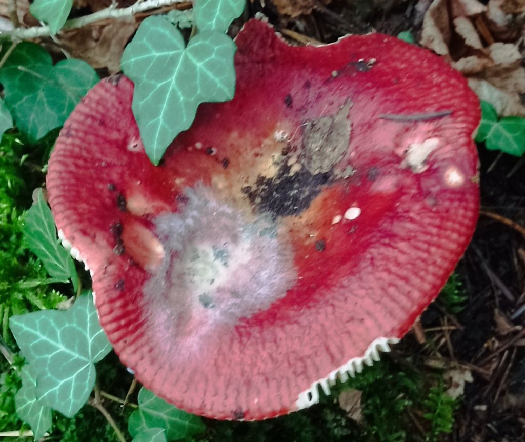 Russula sp.